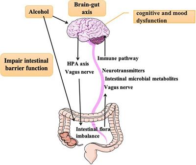 Therapeutic Interventions of Gut-Brain Axis as Novel Strategies for Treatment of Alcohol Use Disorder Associated Cognitive and Mood Dysfunction